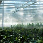 Commercial Greenhouse Market Report 2024-2034